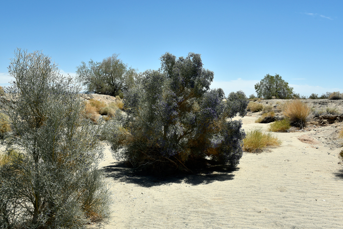 Smoketree; The common name Smoketree is a reference to the normally gray appearance of the tree, which, in late spring completely changes to a blast of violet or indigo-blue flowers. Stems and branches have brown gland dots ending in sharp spines. Psorothamnus spinosus 